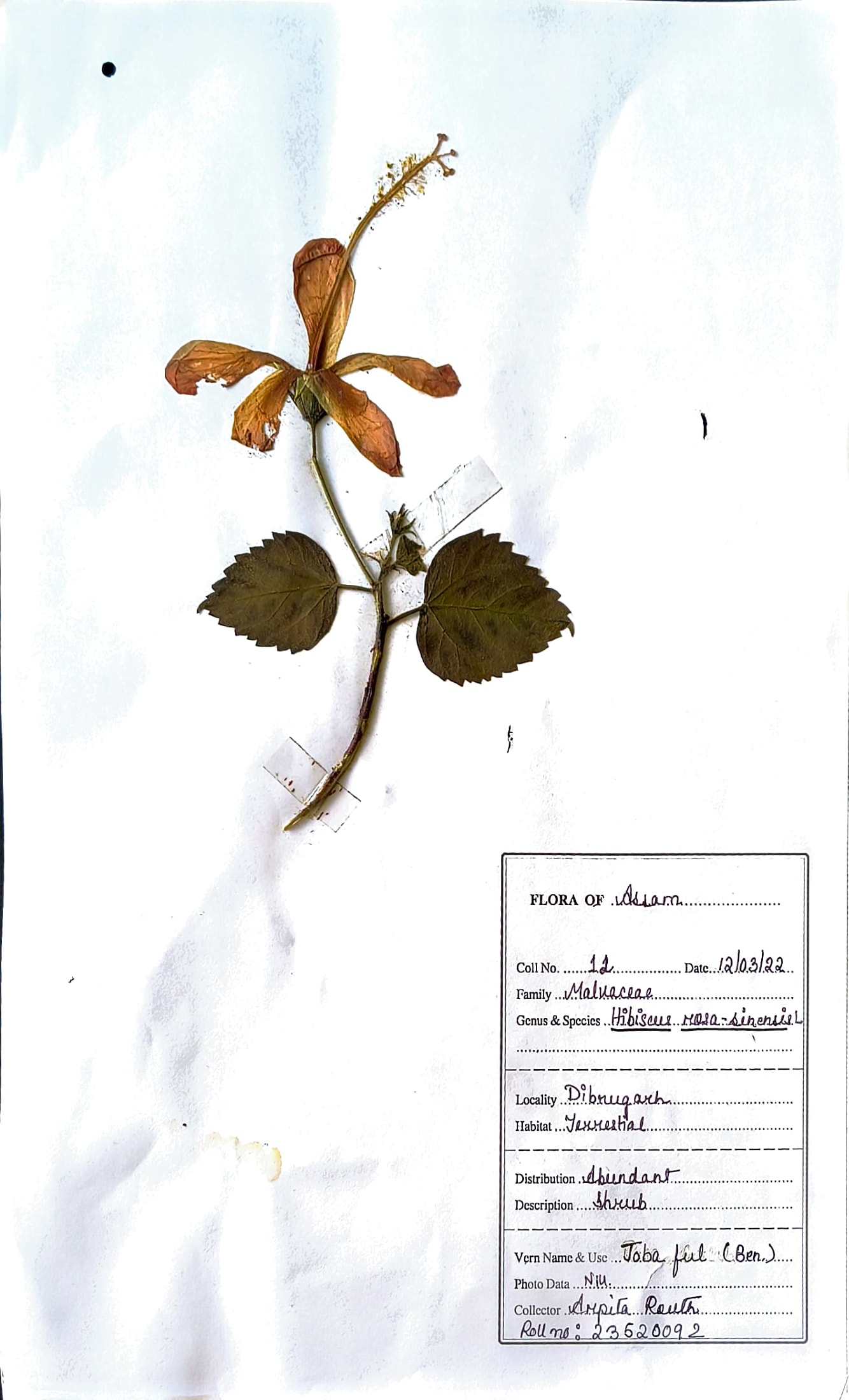 Joba (Ass.) (Herbarium)